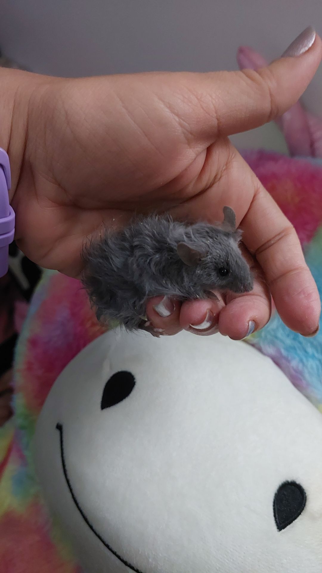 Декоративная мышь Тексель китайский