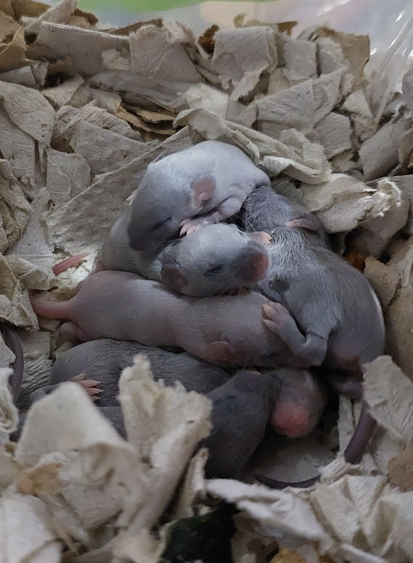 Декоративная мышь Тексель китайский