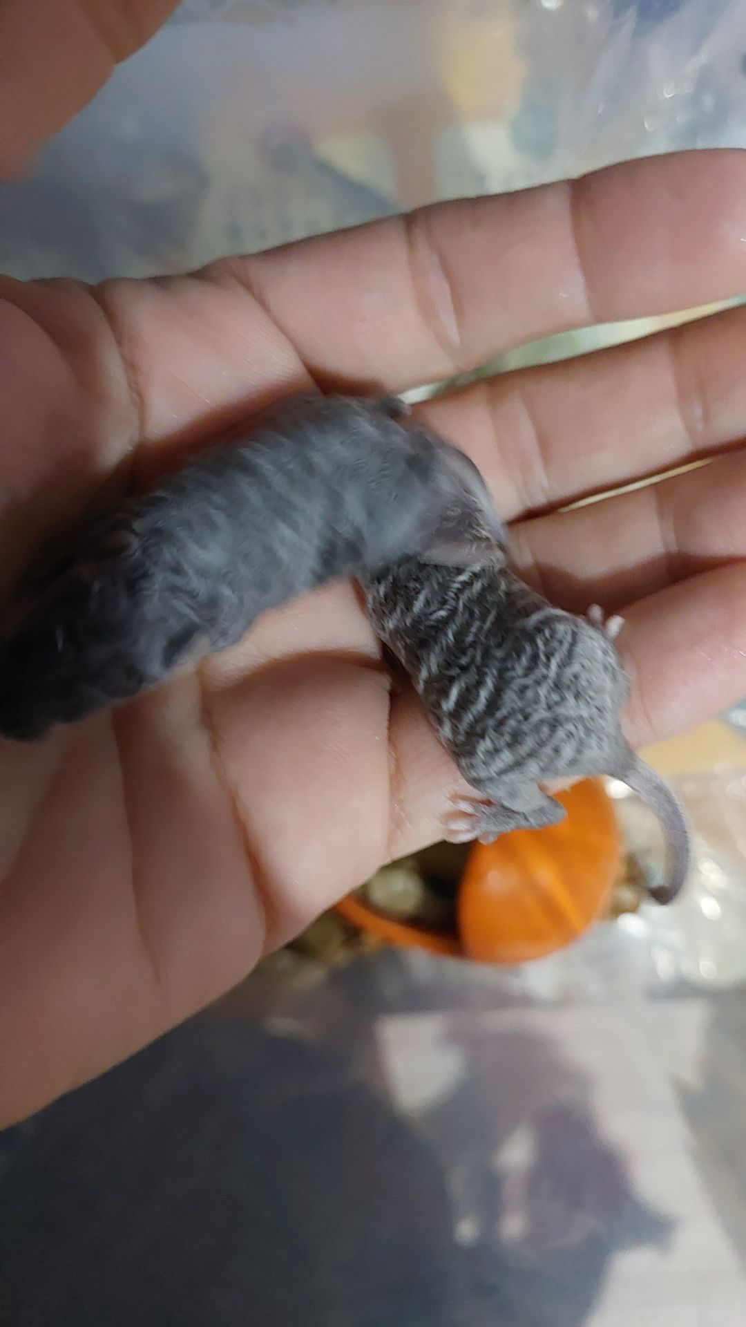 Декоративная мышь Тексель китайский