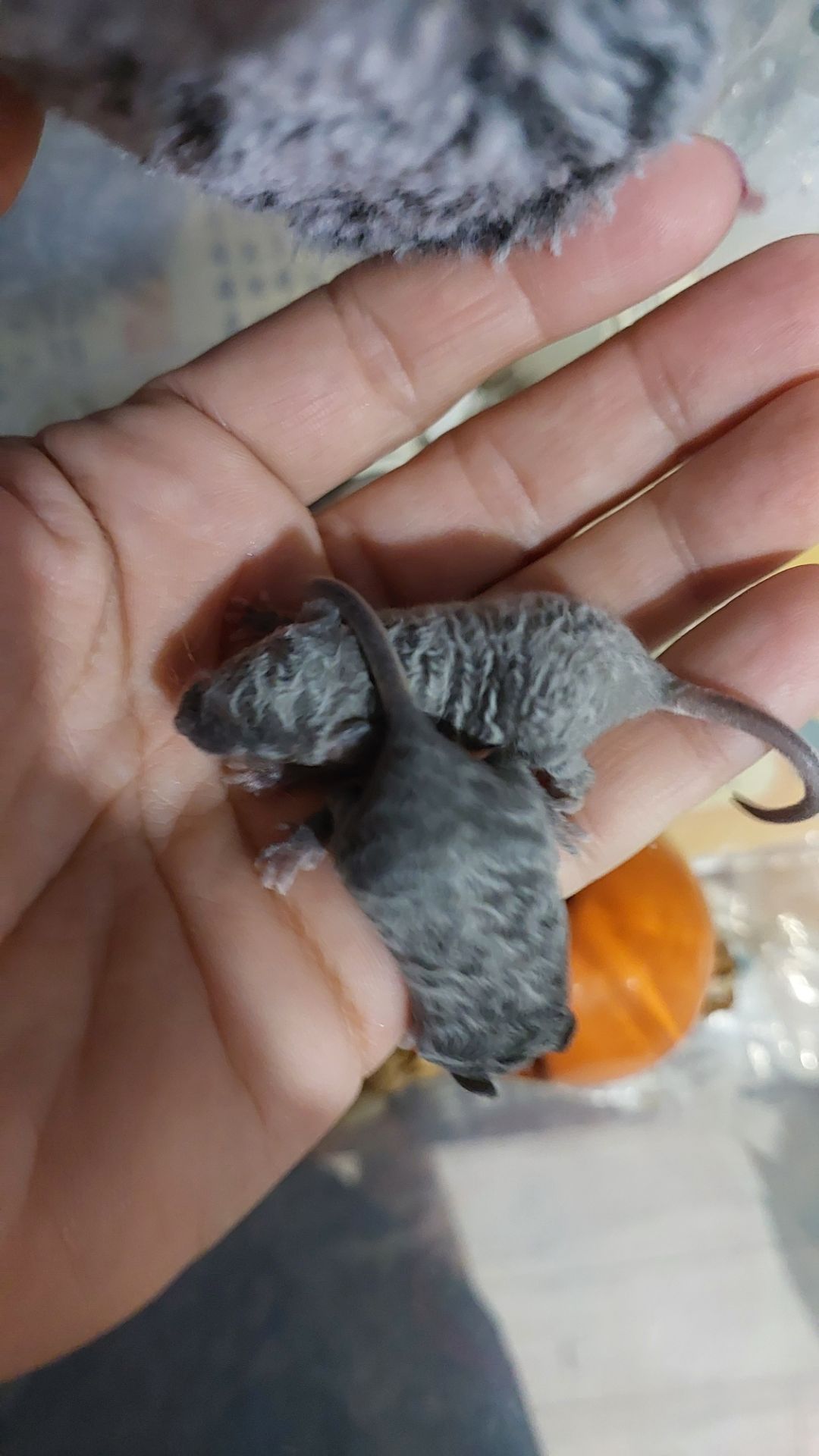 Декоративная мышь Тексель китайский