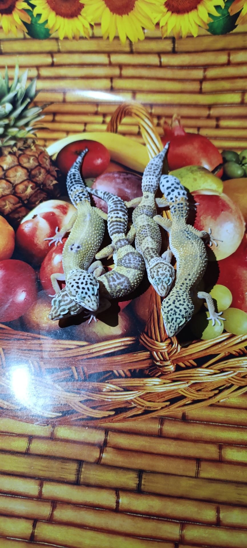 Акція плямистий гекон еублефар