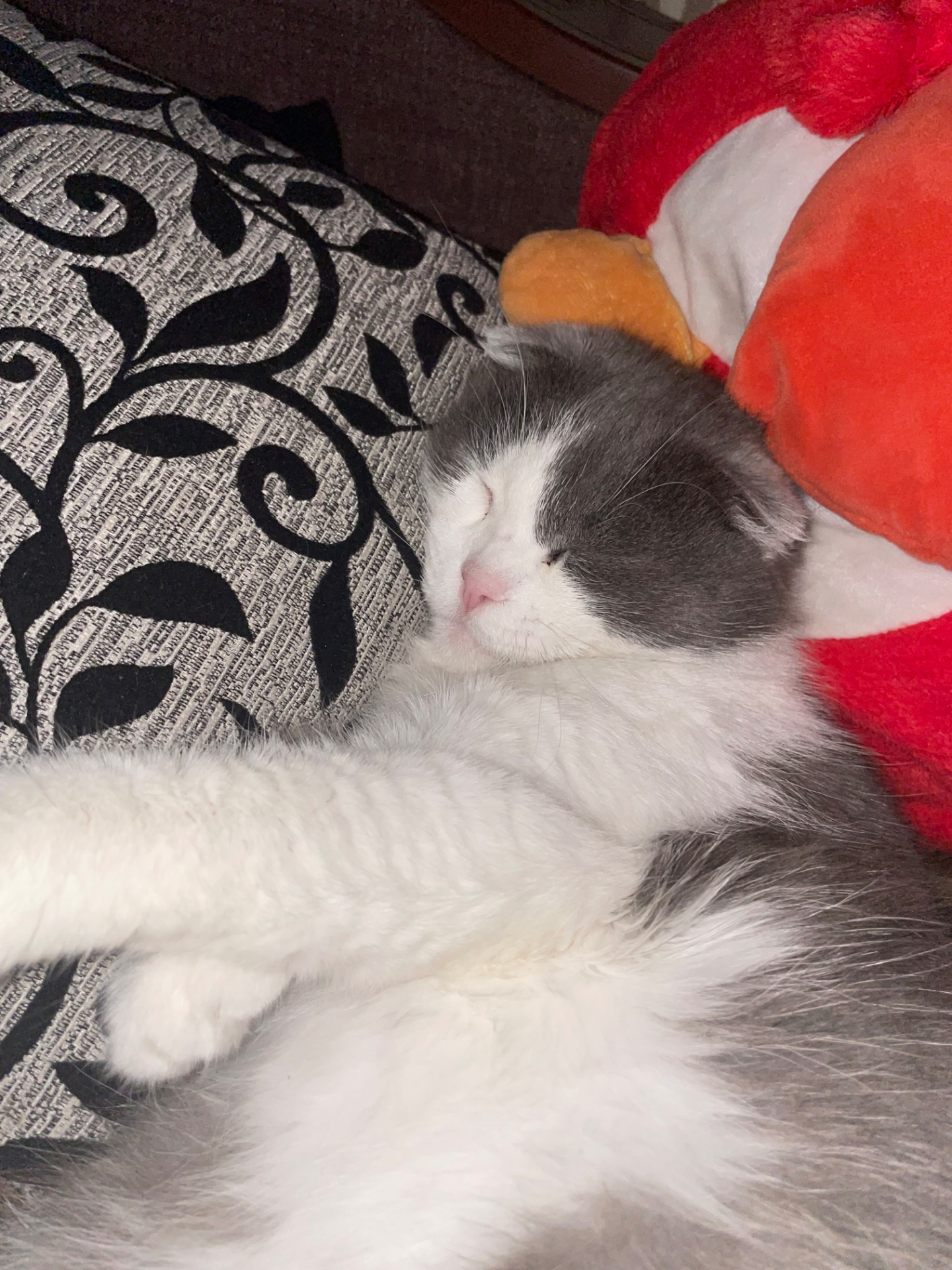 Британська весловуха, та інш