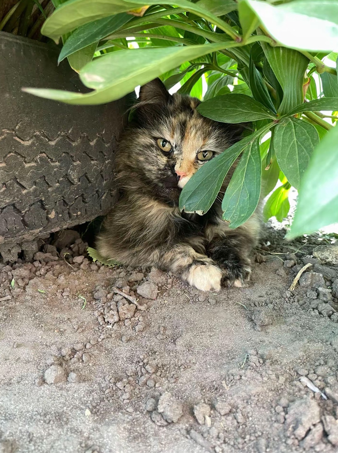 Британська весловуха, та інш