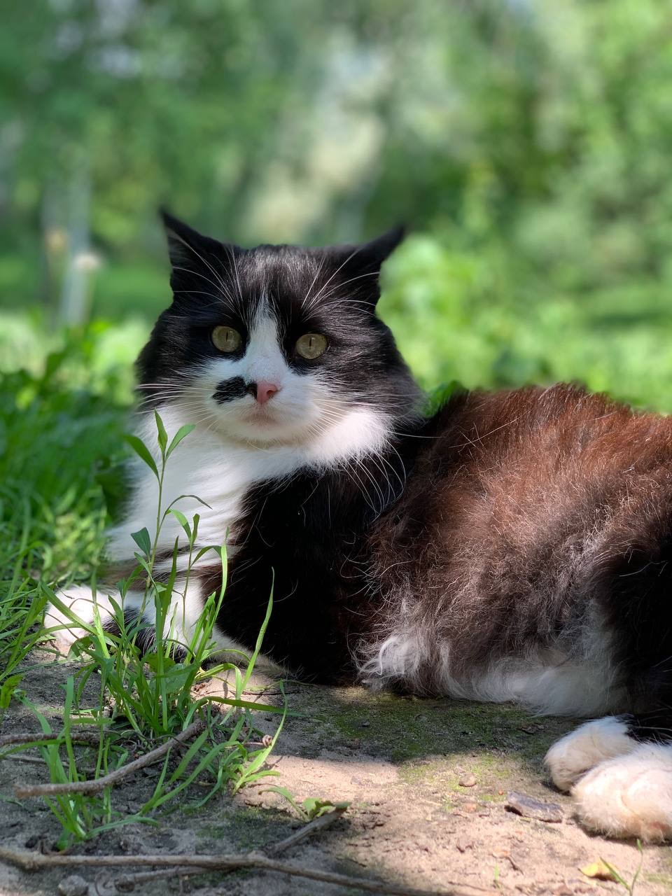 Британська весловуха, та інш