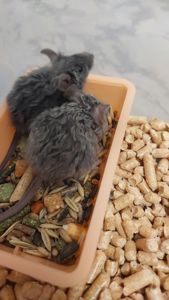 Декоративная мышь Тексель китайский