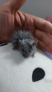 Декоративная мышь Тексель китайский