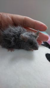 Декоративная мышь Тексель китайский