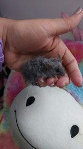 Декоративная мышь Тексель китайский