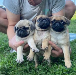 Цуценята мопса