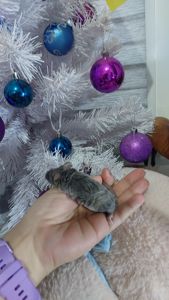 Декоративная мышь Тексель китайский