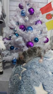 Декоративная мышь Тексель китайский