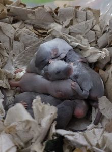 Декоративная мышь Тексель китайский