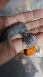 Декоративная мышь Тексель китайский