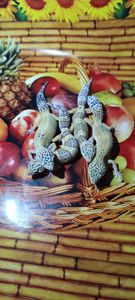 Акція плямистий гекон еублефар