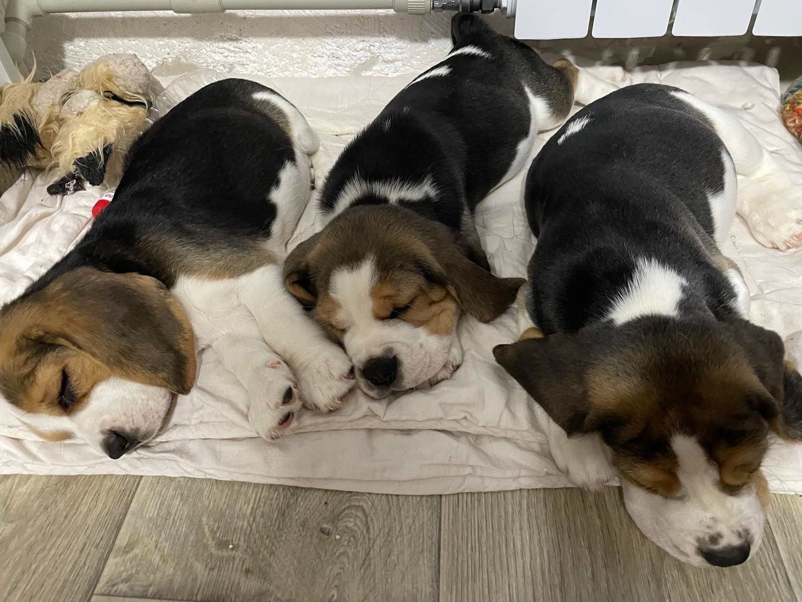 Цуценята бігля, шукають родину