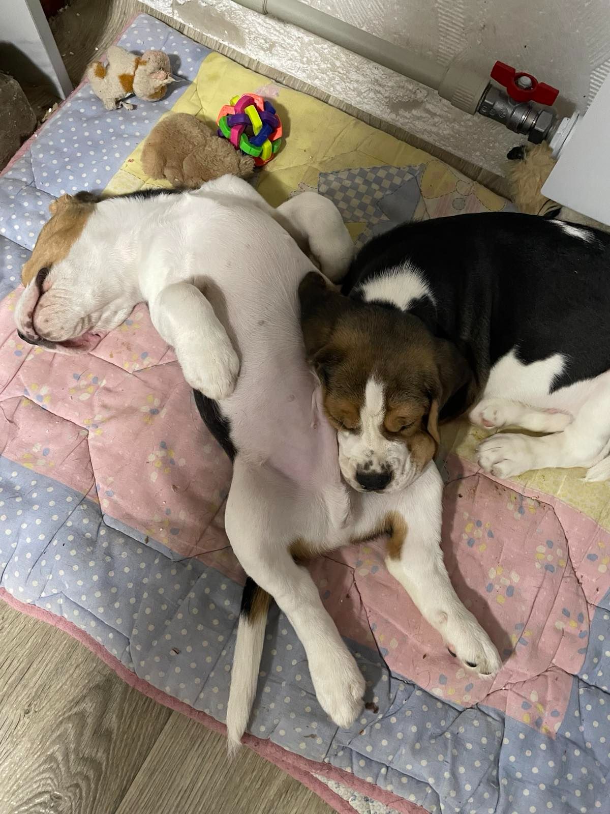 Цуценята бігля, шукають родину