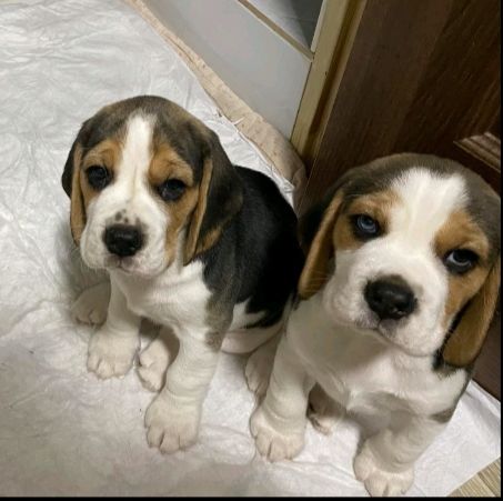 Цуценята бігля, шукають родину