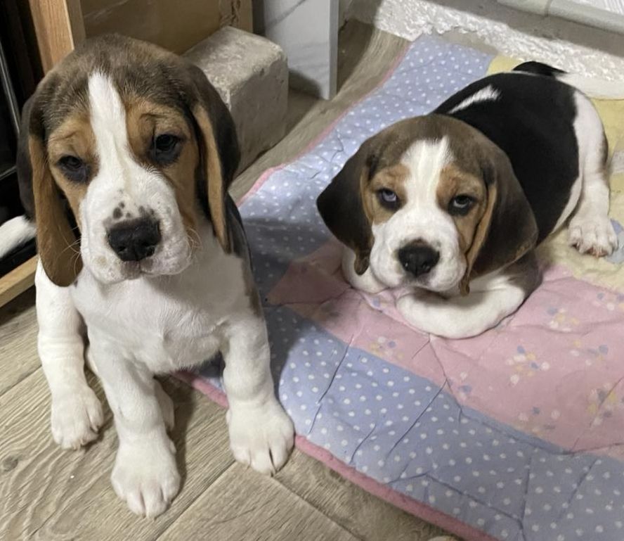 Цуценята бігля, шукають родину