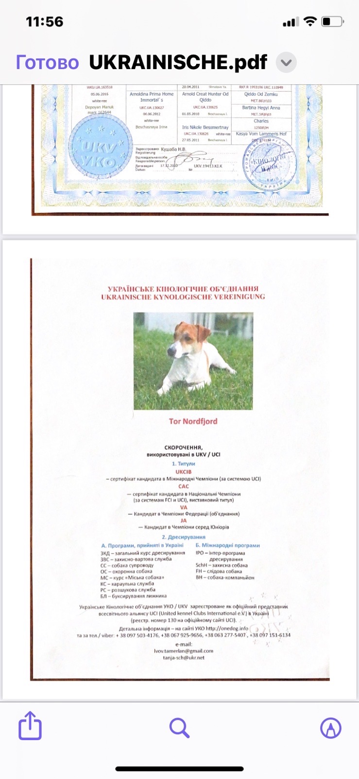 Цуценята Джек Рассел Терьер