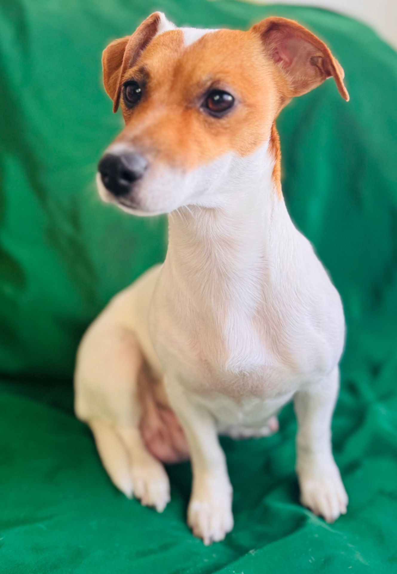 Цуценята Джек Рассел Терьер