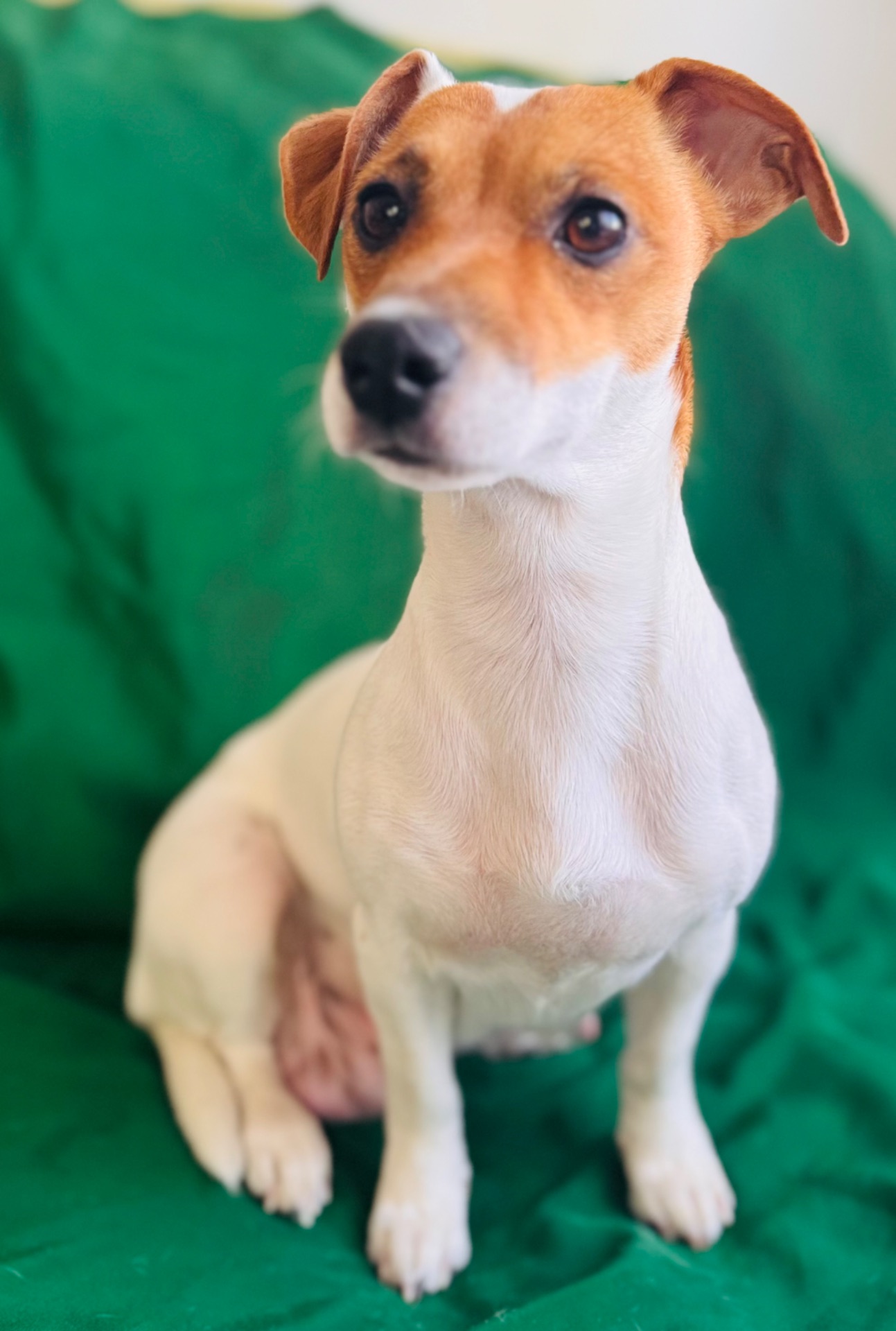 Цуценята Джек Рассел Терьер