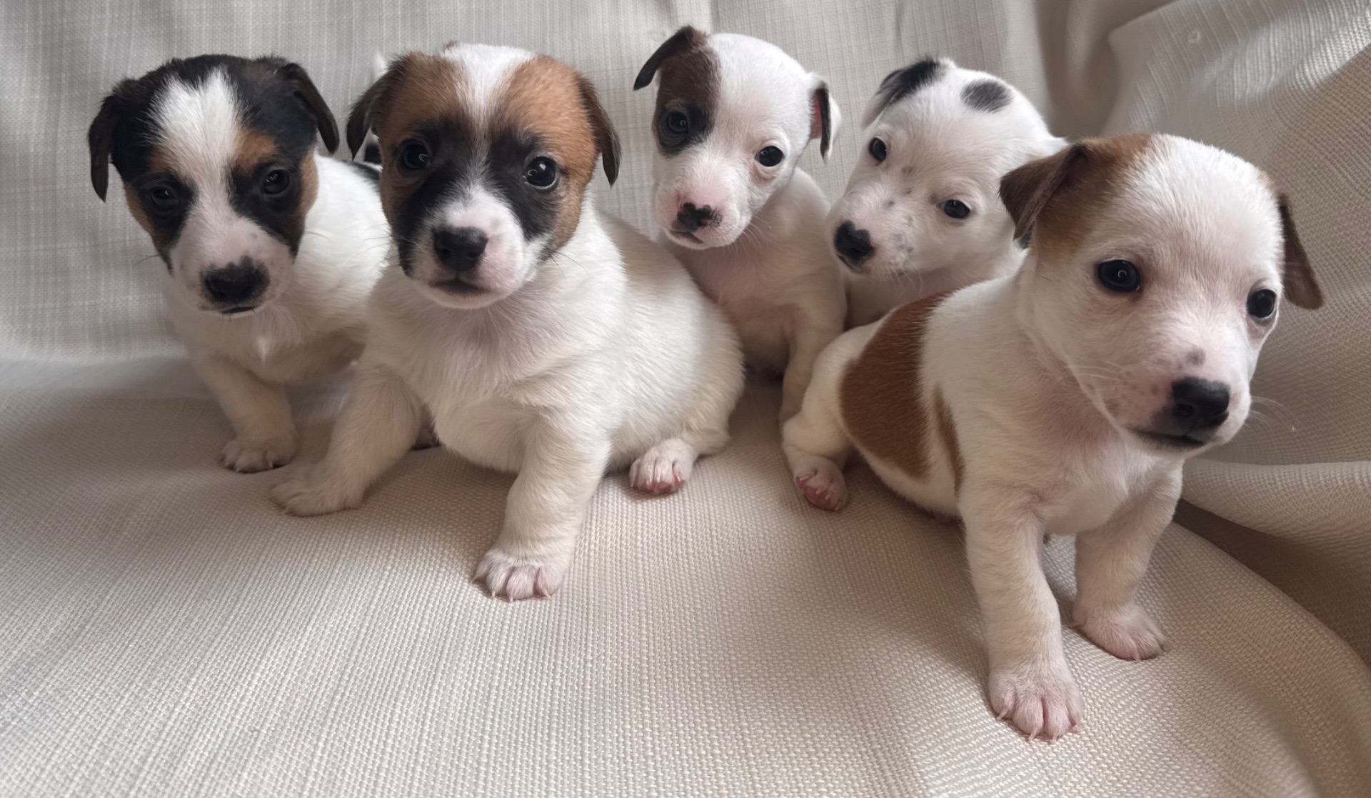 Цуценята Джек Рассел Терьер