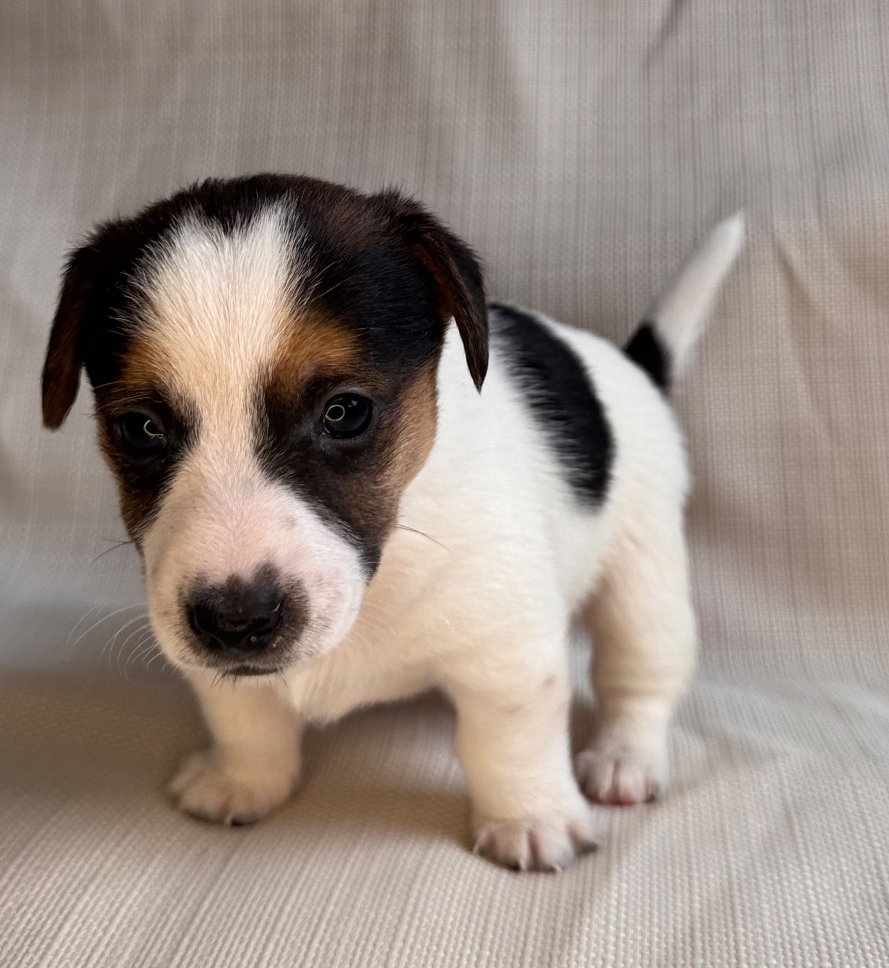 Цуценята Джек Рассел Терьер