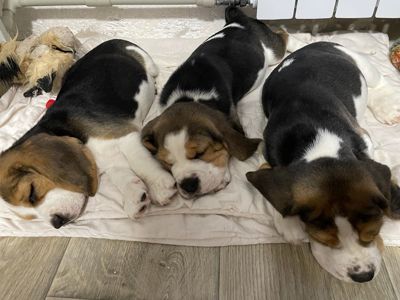 Цуценята бігля, шукають родину