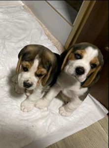 Цуценята бігля, шукають родину