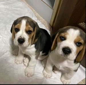 Цуценята бігля, шукають родину