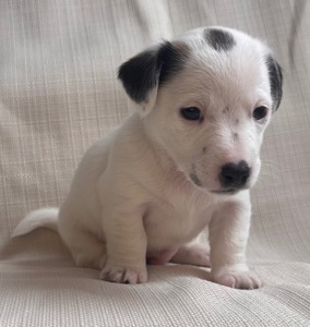 Цуценята Джек Рассел Терьер