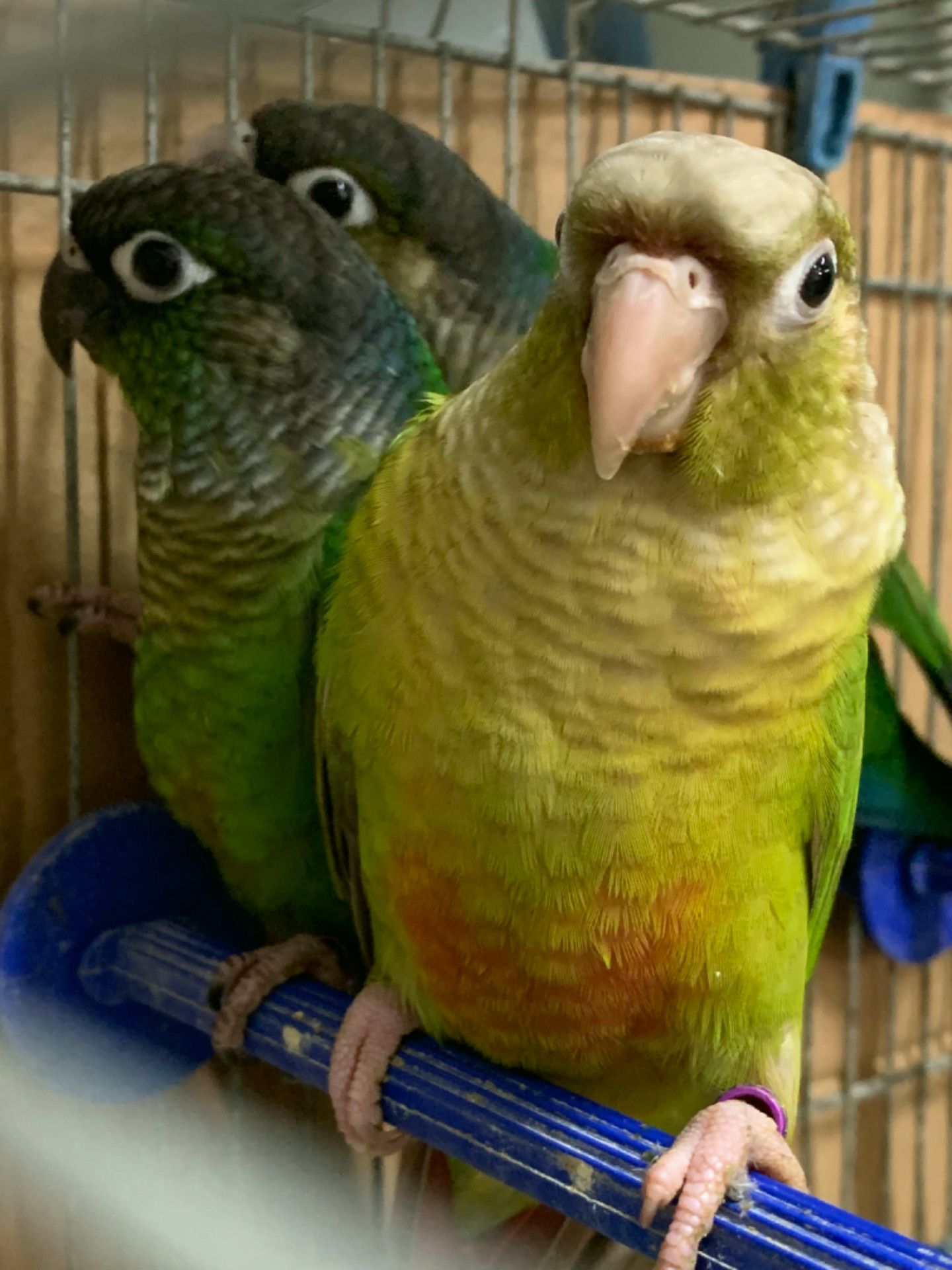 Яскраві піррура папуги – ваші крилаті друзі!