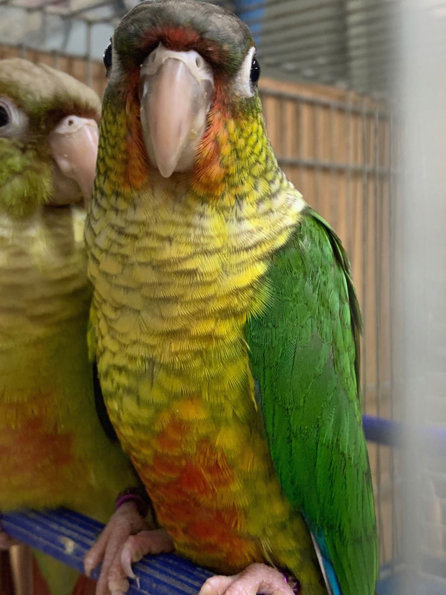 Яскраві піррура папуги – ваші крилаті друзі!