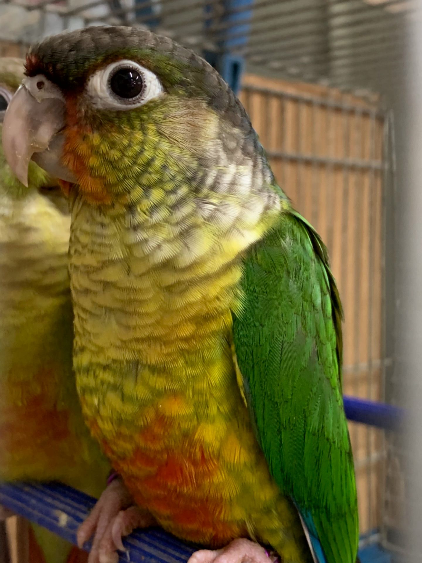 Яскраві піррура папуги – ваші крилаті друзі!