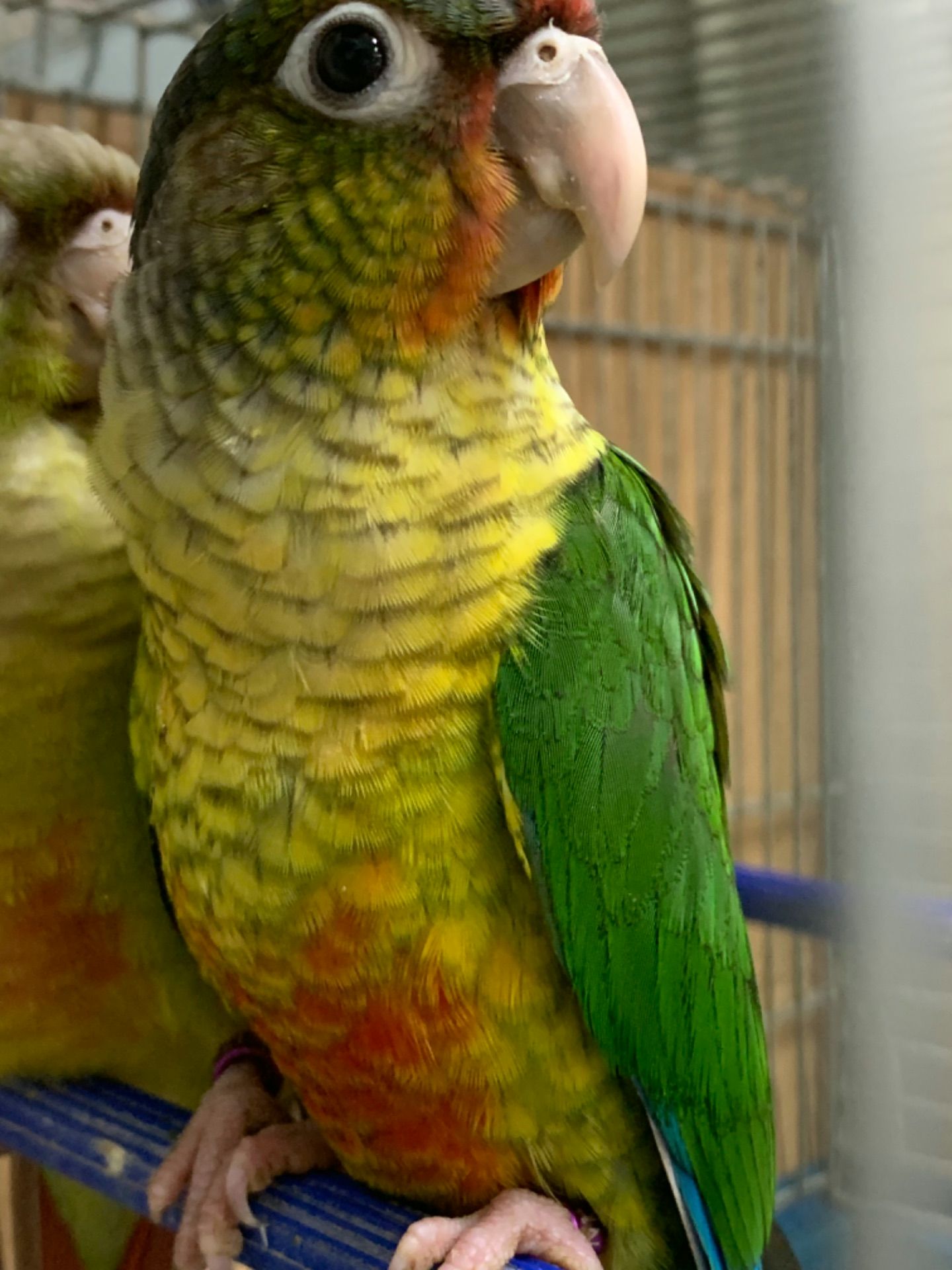 Яскраві піррура папуги – ваші крилаті друзі!