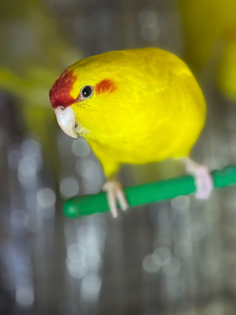 Папуга какарік ручні та молоді пташенята