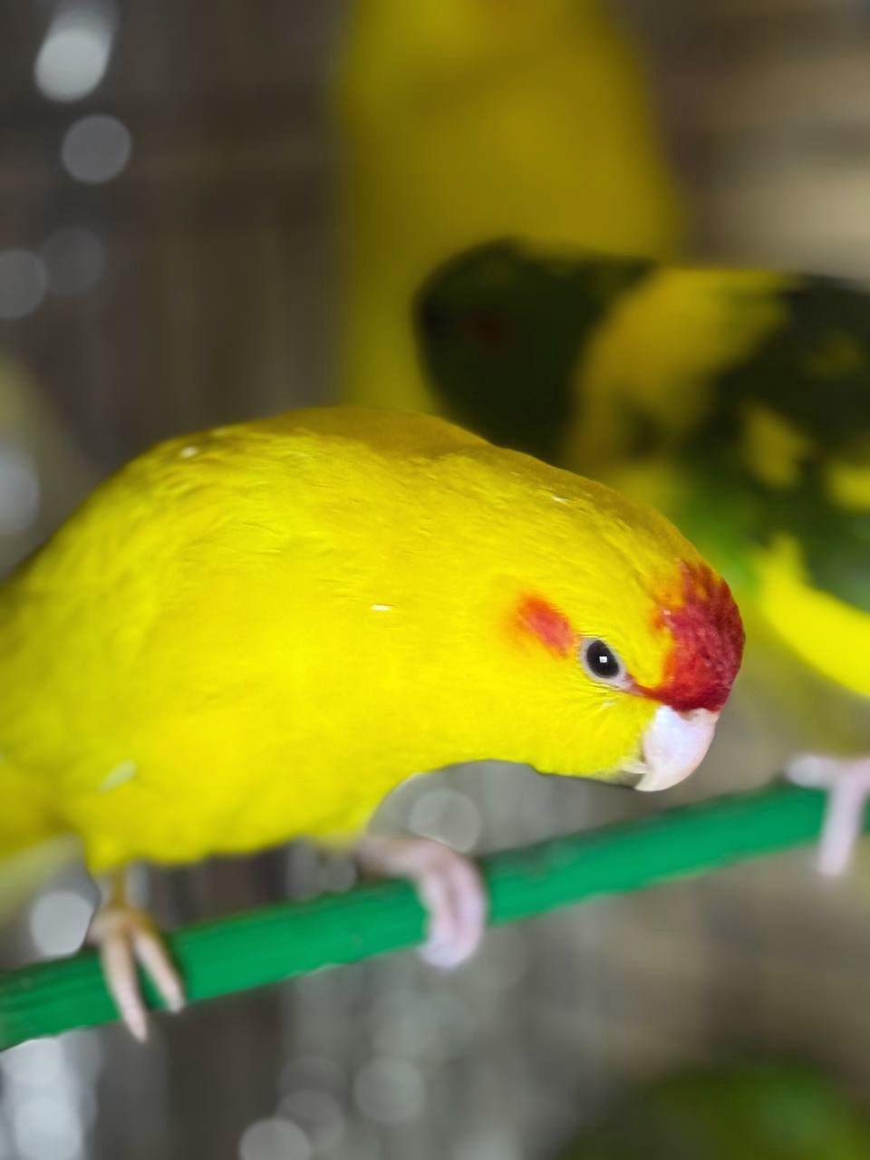 Папуга какарік ручні та молоді пташенята