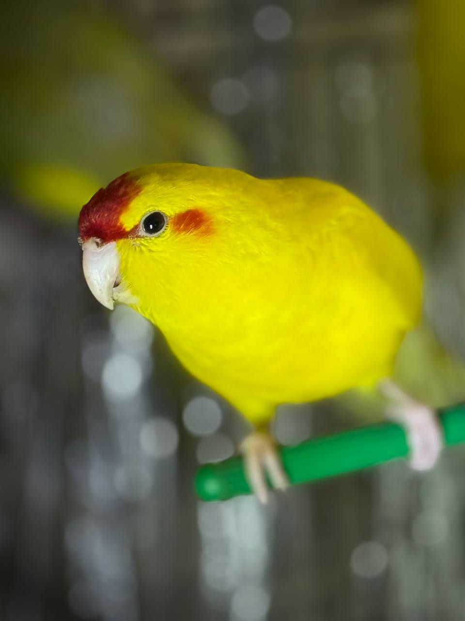 Папуга какарік ручні та молоді пташенята