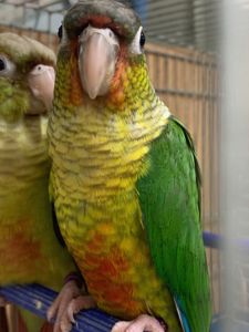 Яскраві піррура папуги – ваші крилаті друзі!