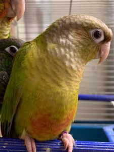 Яскраві піррура папуги – ваші крилаті друзі!