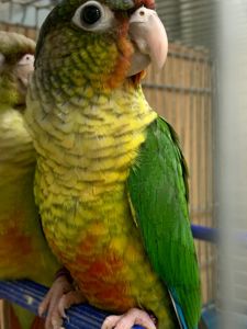 Яскраві піррура папуги – ваші крилаті друзі!