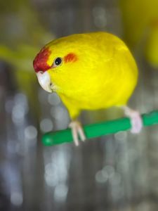 Папуга какарік ручні та молоді пташенята