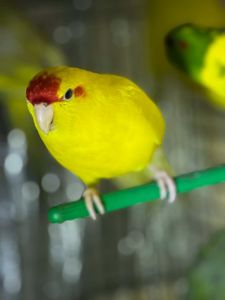 Папуга какарік ручні та молоді пташенята