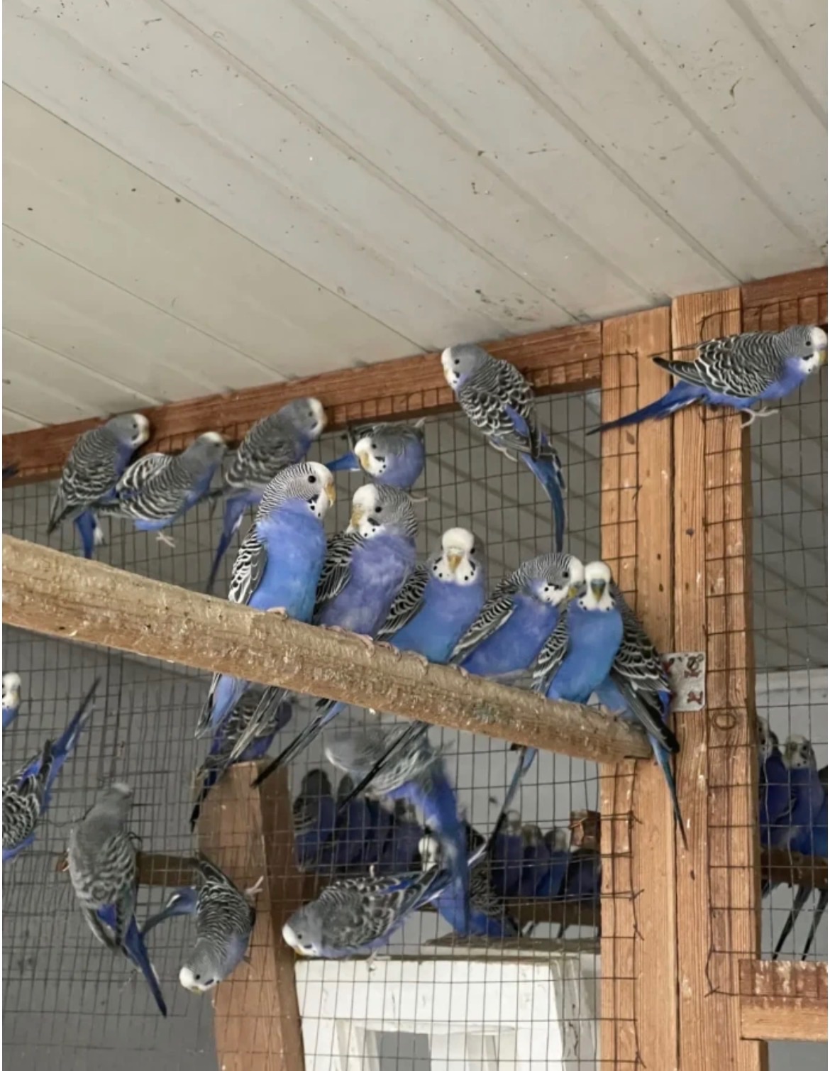 Волнистые попугаи