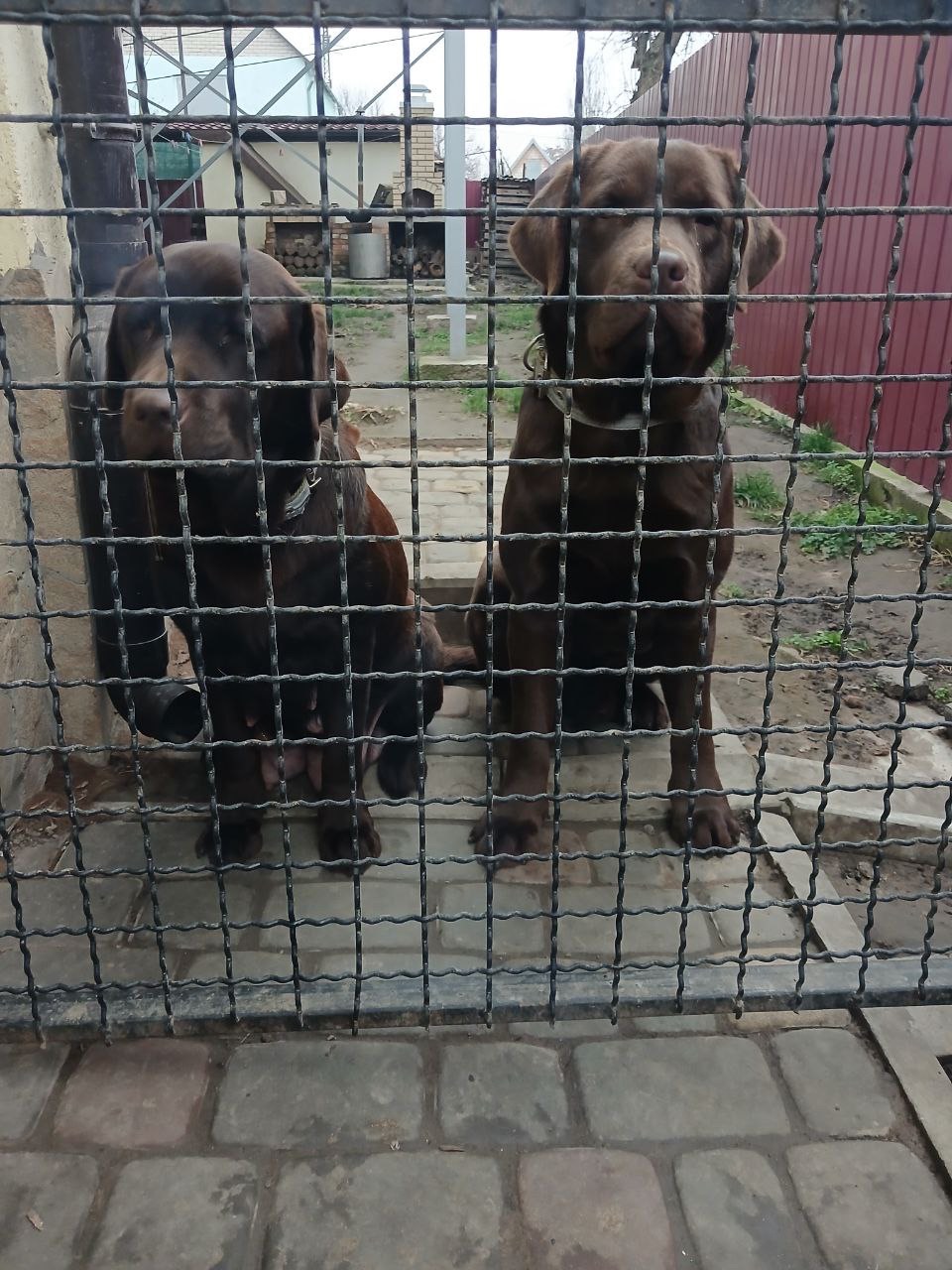 Цуценя лабрадор шоколадка