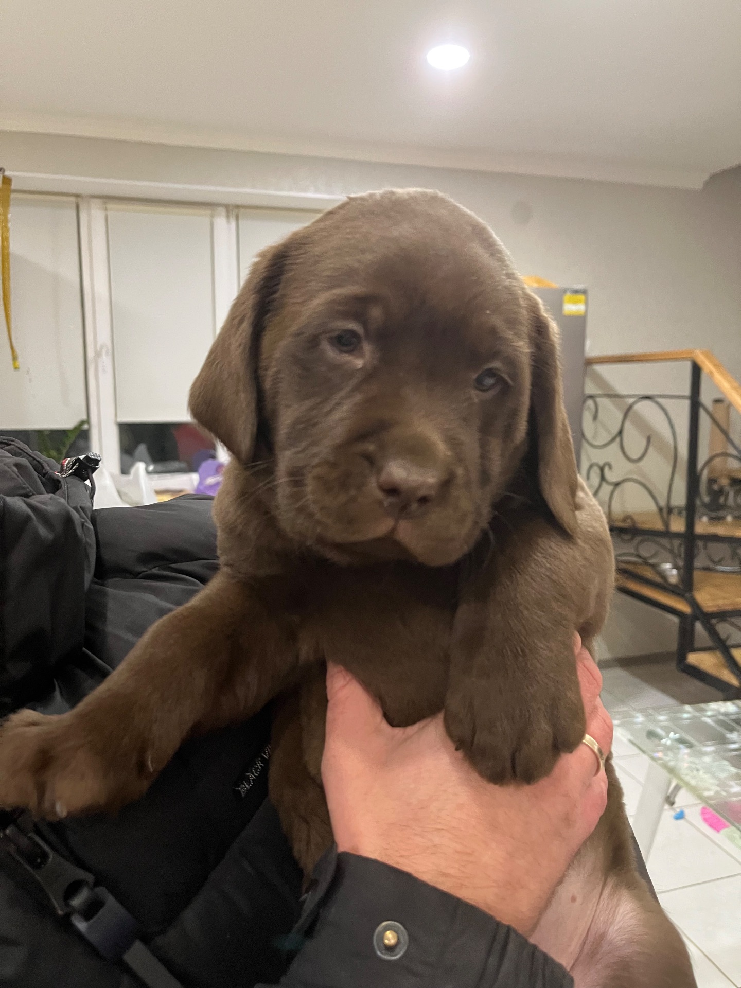 Цуценя лабрадор шоколадка