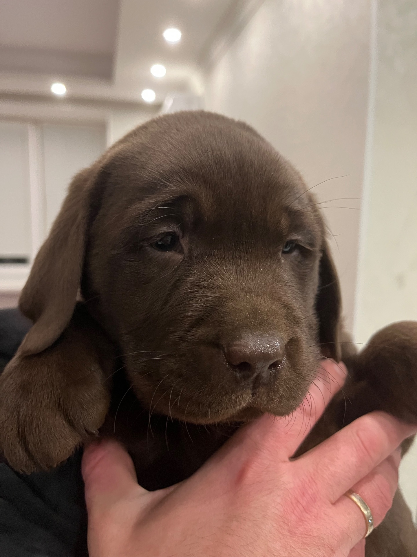 Цуценя лабрадор шоколадка
