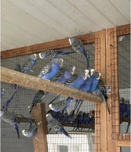 Волнистые попугаи