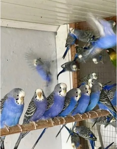 Волнистые попугаи