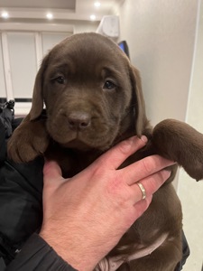 Цуценя лабрадор шоколадка